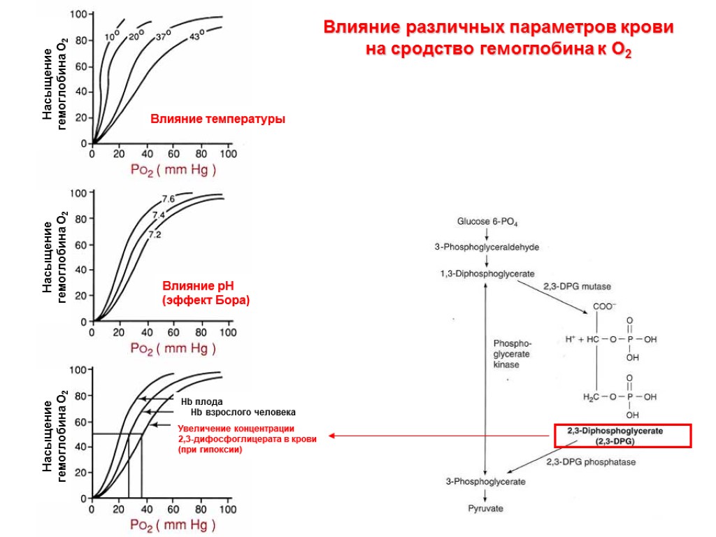 Влияние различных параметров крови на сродство гемоглобина к О2 Влияние температуры Влияние рН (эффект